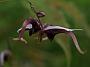Epimedium acuminatum3